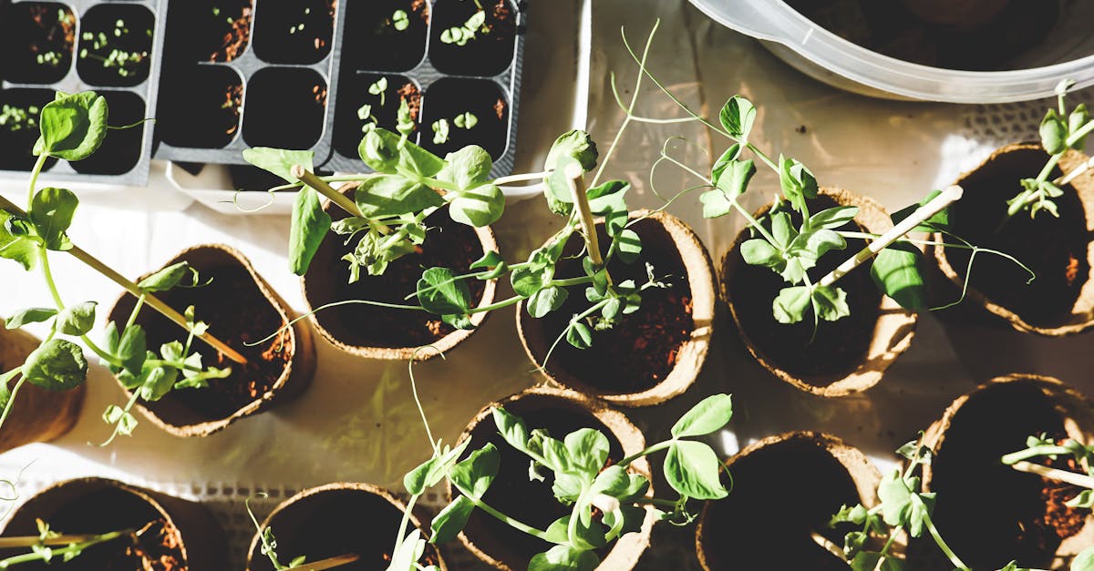 Jardinage pour femmes enceintes : conseils pratiques et sécurité